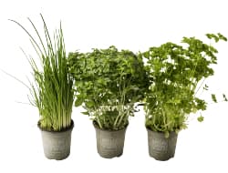 Mixed herbs 6x plants