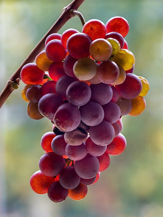 Pinot Grigio White Wine (750ml)