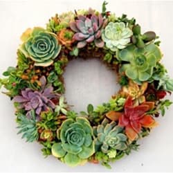 69632 Succulent Wreath